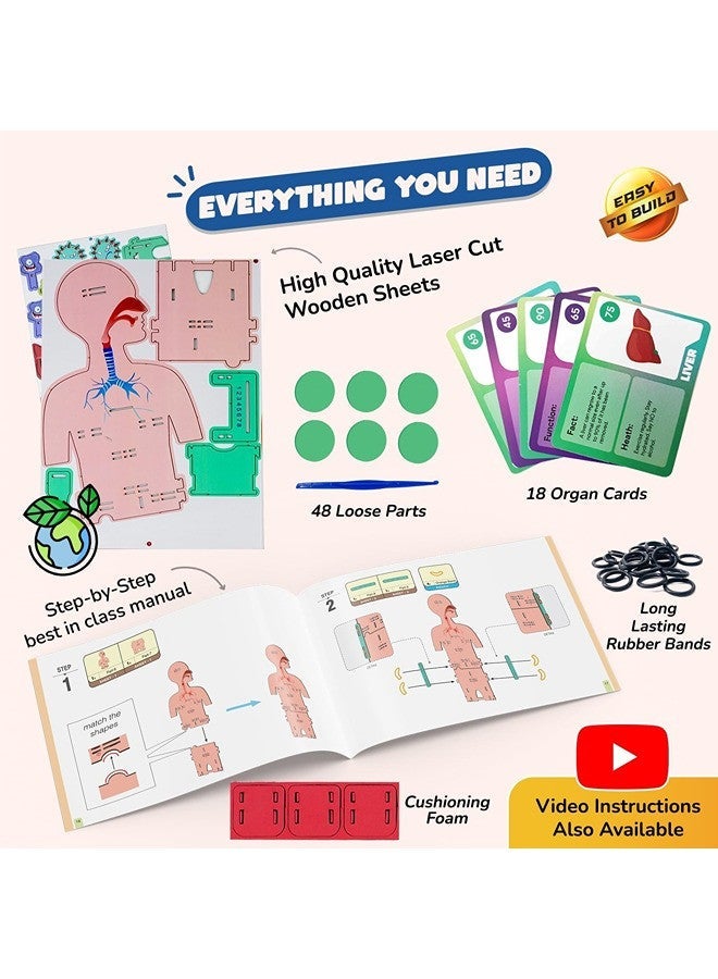 Smartivity Germ Buster DIY S.T.E.M Educational Toy for Kids (Ages 6–14) – Learn Human Anatomy & Organ Functions | Mechanical Model Kit | Screen-Free Creative Play | Sustainable Wood Construction - Image 5