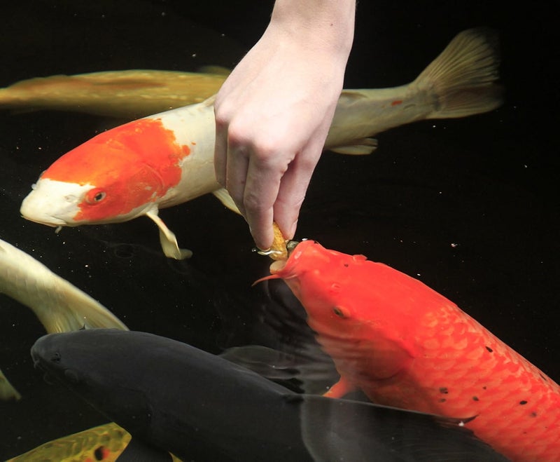 Aquascape 81000 Koi Krunchies Fish Food Hand Feeding Treats Floating Natu 141 Ounces Yellow - Image 3
