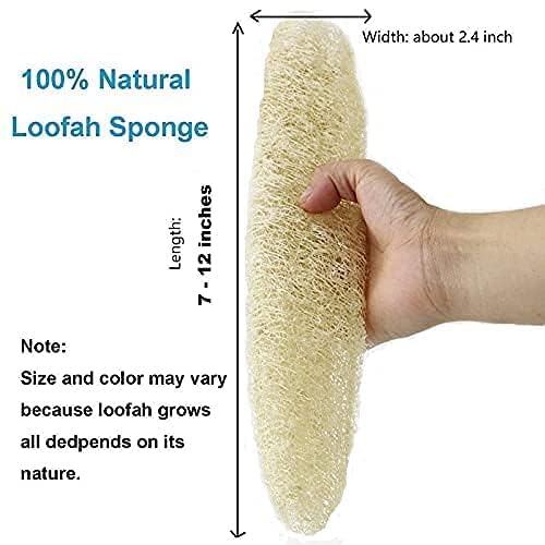 eVasavamba Natural Loofah Bath Scrub | Organic Ridge Gourd | Sun Dried Peerkangai Bath Scrub | Beerakaya | Hirekai | Soft and Gentle Body Scrubber, Soothing Body Exfoliater | Biodegradable and Eco-friendly Natural Scrubber | A++ Grade | Avg. Height: 7" - 12" | Avg. Width: 2.5" - 3", Pack of 4 - Image 2