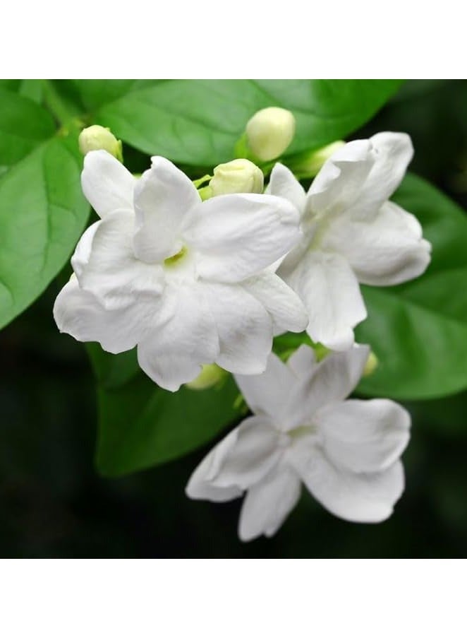 جاسمينوم سامباك - Image 1