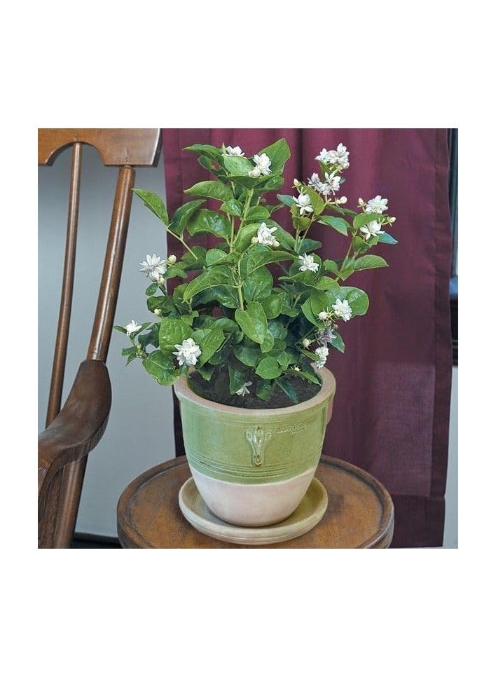 جاسمينوم سامباك - Image 2