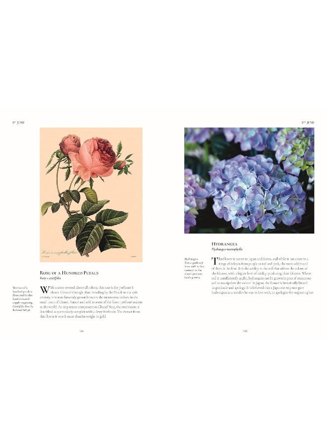 null - A Flower A Day - Image 1