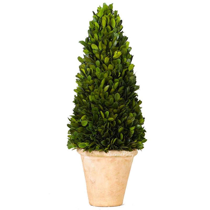 BOXWOOD VALLEY BOXWOOD VALLEY Real Preserved Boxwood Evergreen Potted Tree Globe Tree Topiary in Terracotta Planter Home Decor Christmas New Year Anniversary Housewarming DecorCone Topiary 17 inches 