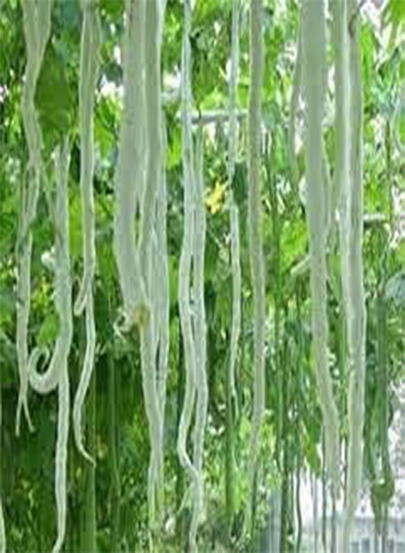 15 Long Snake Gourd Vegetable Seeds