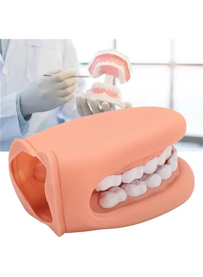 Mouth Puppet with Tongue Speech Learning, Soft Silicone Giant Teeth Dental Demonstration Model, Mouth Model for Brushing Teeth, 28 Teeth - Image 5