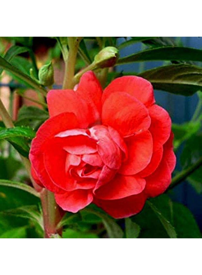 Balsamine Rose Flower Flower Seeds
