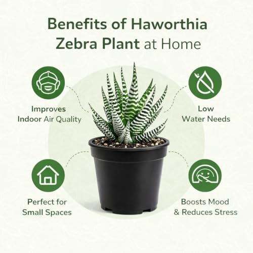 WingDong Zebra Haworthia Live Plant | Indoor Succulent Plant for Home Decor & Gifting | Low Water Low Maintenance | Beginner Friendly | Pack of 1 | 4 Inches Black Nursery Pot - Image 2