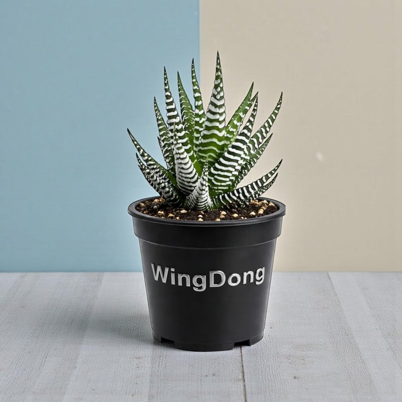 WingDong Zebra Haworthia Live Plant | Indoor Succulent Plant for Home Decor & Gifting | Low Water Low Maintenance | Beginner Friendly | Pack of 1 | 4 Inches Black Nursery Pot - Image 3
