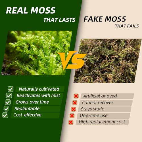 LUCKYRUNES Fresh Real Live Moss Variety Pack for Orchids & Mini Landscapes DIY Terrariums, Bonsai, Reptile Habitats & Potted Plants | Revives Quickly with Mist, Soft Green Texture (Whole 8"x8" Leucobryum Moss) - Image 4