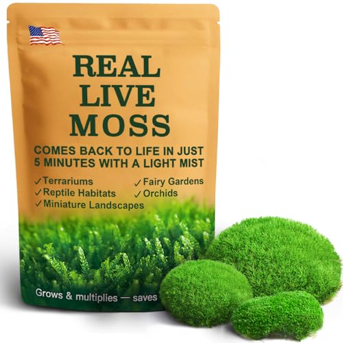 LUCKYRUNES Fresh Real Live Moss Variety Pack for Orchids & Mini Landscapes DIY Terrariums, Bonsai, Reptile Habitats & Potted Plants | Revives Quickly with Mist, Soft Green Texture (Whole 8"x8" Leucobryum Moss) - Image 1
