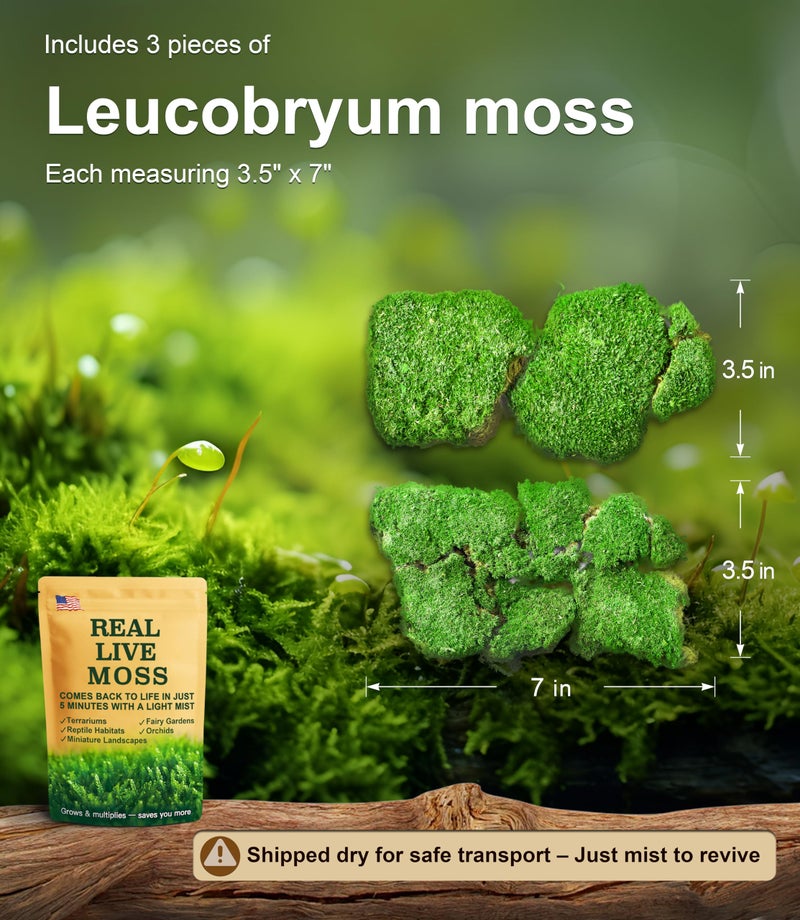 LUCKYRUNES Fresh Real Live Moss Variety Pack for Orchids & Mini Landscapes DIY Terrariums, Bonsai, Reptile Habitats & Potted Plants | Revives Quickly with Mist, Soft Green Texture (Whole 8"x8" Leucobryum Moss) - Image 2