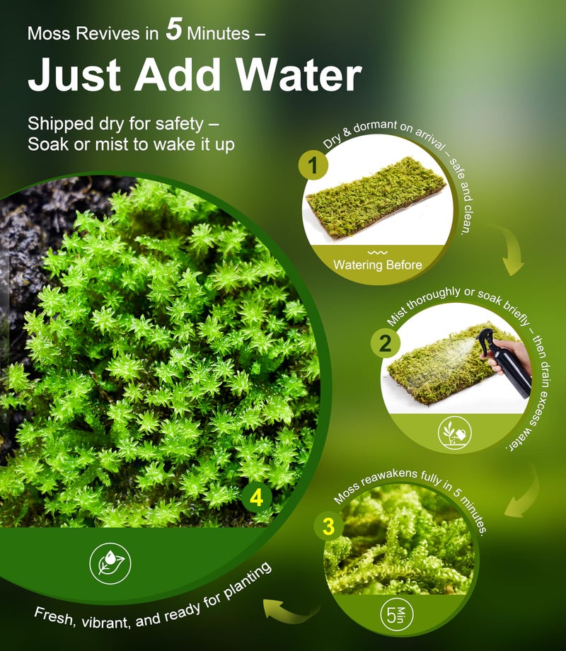LUCKYRUNES Fresh Real Live Moss Variety Pack for Orchids & Mini Landscapes DIY Terrariums, Bonsai, Reptile Habitats & Potted Plants | Revives Quickly with Mist, Soft Green Texture (Whole 8"x8" Leucobryum Moss) - Image 3