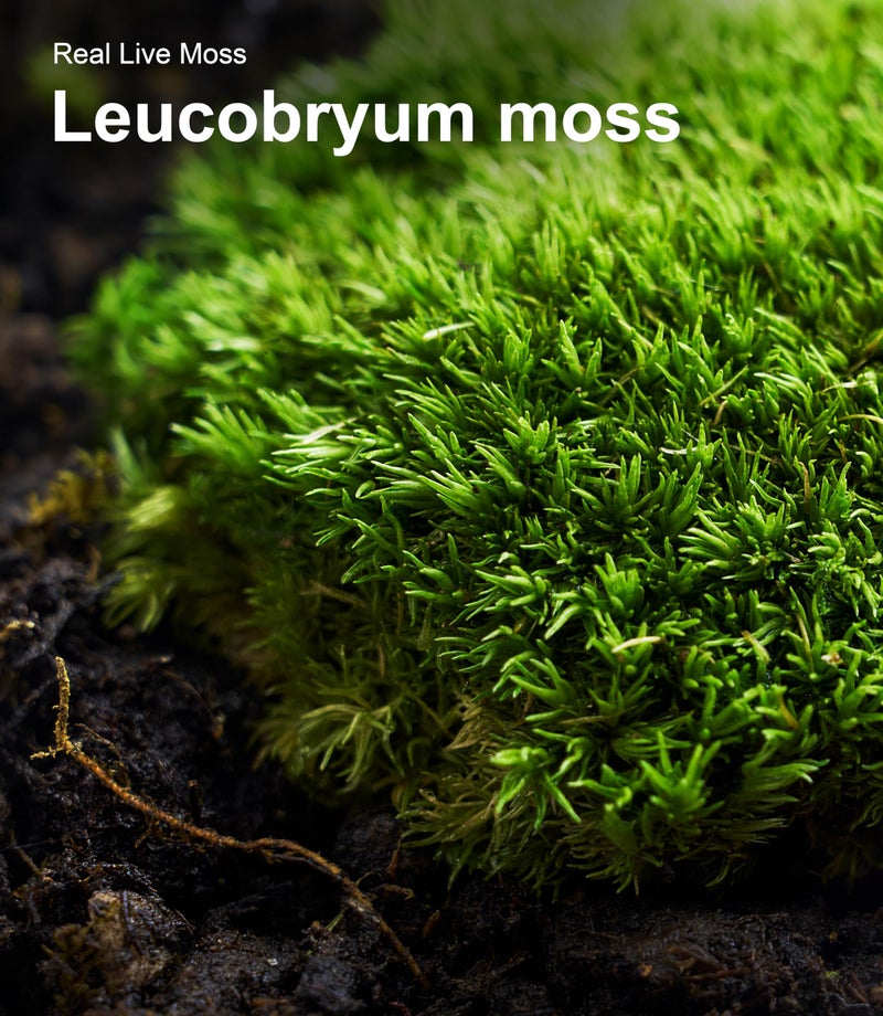 LUCKYRUNES Fresh Real Live Moss Variety Pack for Orchids & Mini Landscapes DIY Terrariums, Bonsai, Reptile Habitats & Potted Plants | Revives Quickly with Mist, Soft Green Texture (Whole 8"x8" Leucobryum Moss) - Image 5