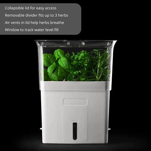 COLE & MASON Fresh Herb Keeper  Container  Clear - Image 2