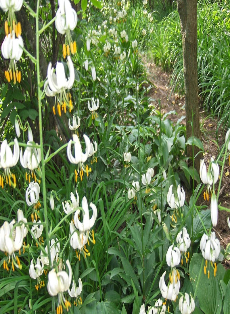 GGOOT Seeds OT of 25+ Mixed White Mix Lily martagone semi Turks Cap Perennial Plants Shadow Hardy - Image 1