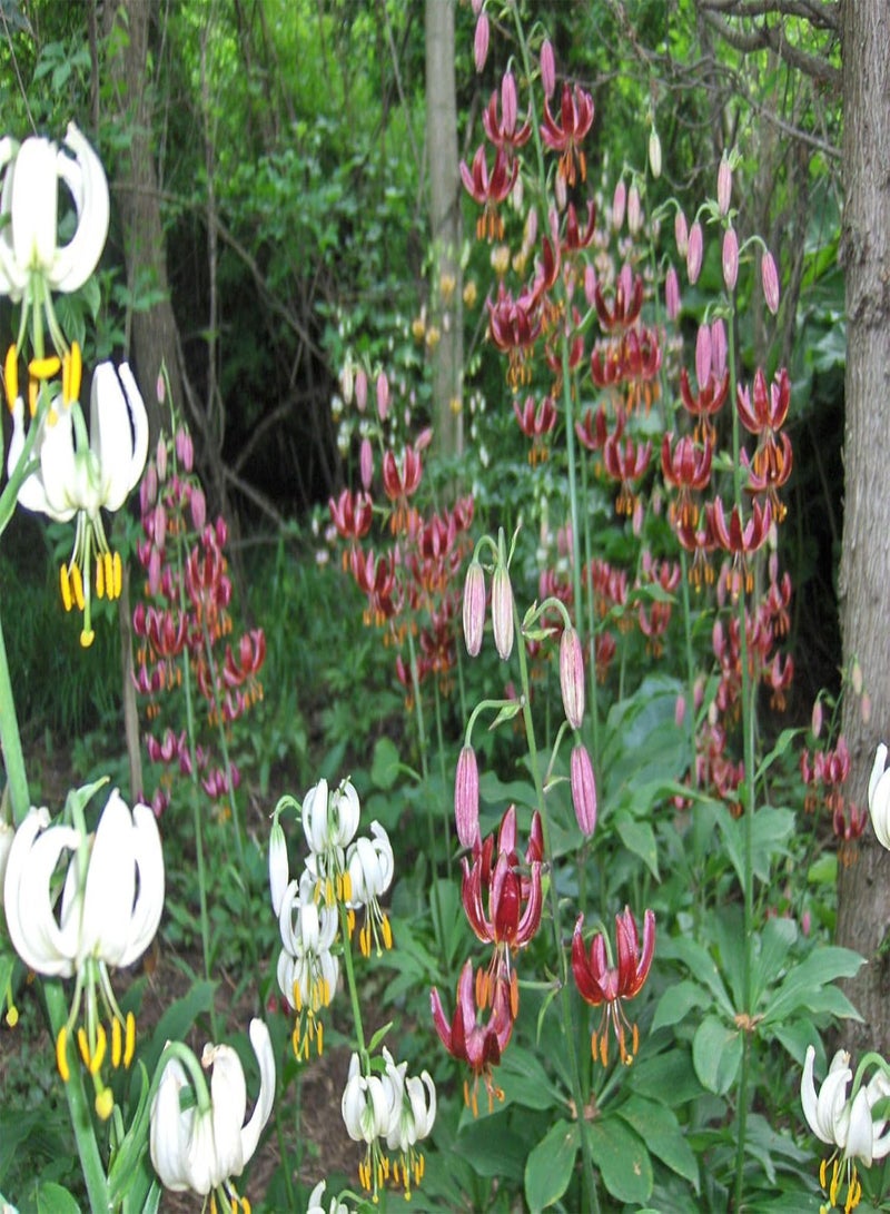GGOOT Seeds OT of 25+ Mixed White Mix Lily martagone semi Turks Cap Perennial Plants Shadow Hardy - Image 3