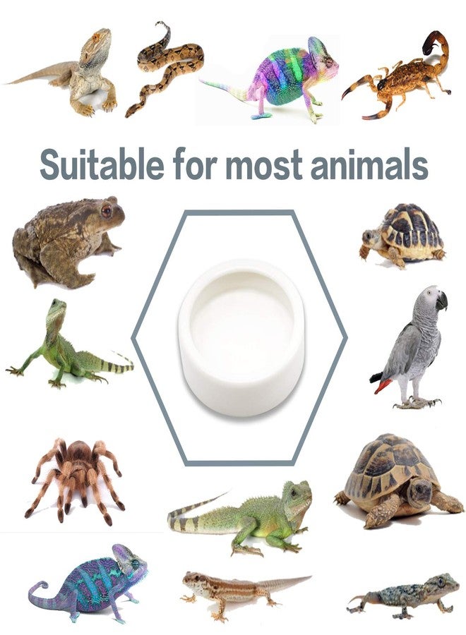 ريفر مجموعة من 4 أطباق ديدان للزواحف، مصنوعة من السيراميك، طبق طعام للسحالي والوزغ (2.7 بوصة) - Image 5