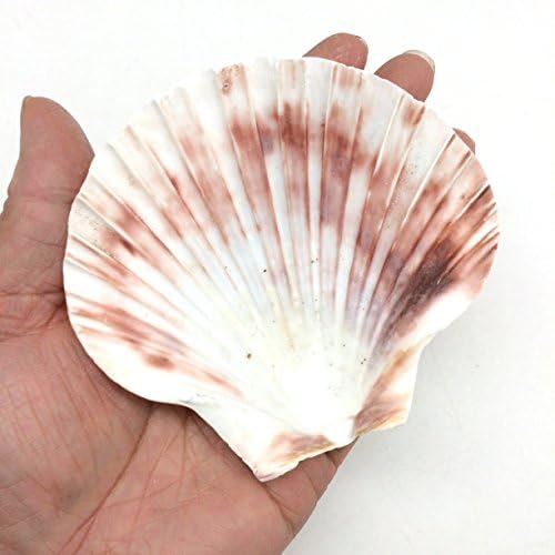 PEPPERLONELY 8 PC Large Great Scallop Sea Shells Irish Deeps or Irish Baking Shells 3 Inch  4 Inch