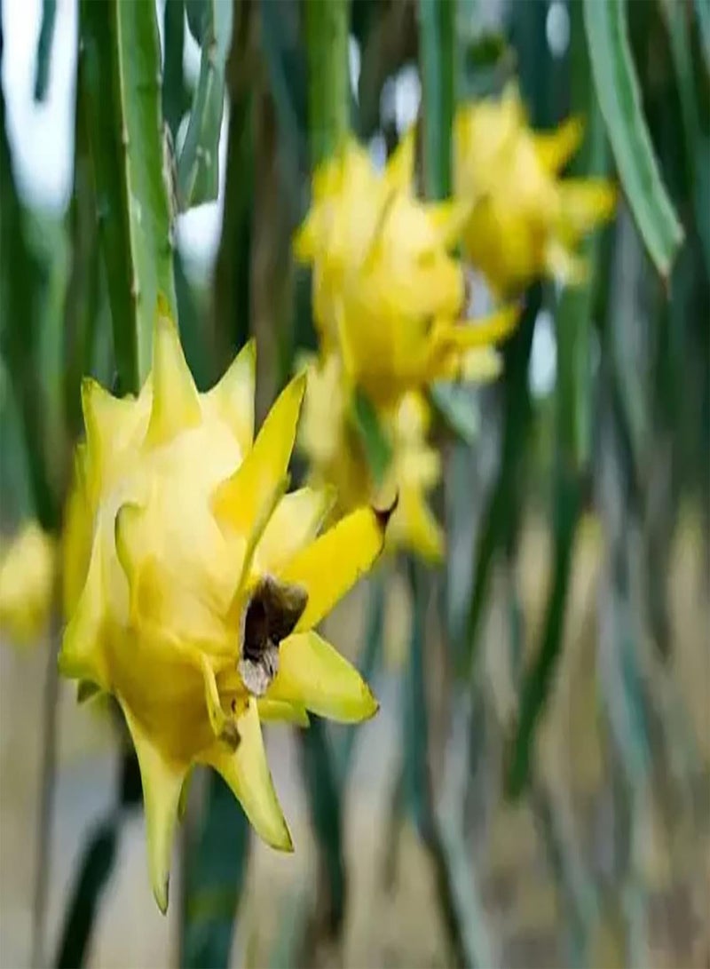 GGOOT 50pcs Gele Draak Fruit Zaden Geschikt Indoor Outdoor Tuin Planten Gemakkelijk Ontkiemen Vaste Plant Koud Winterhard Uniek gevormde Fruit Pitaya - Image 1