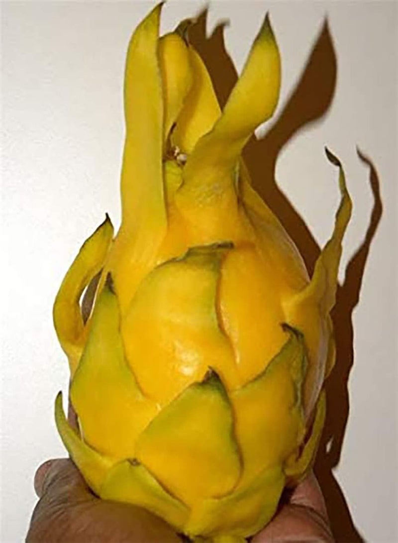 GGOOT 50pcs Gele Draak Fruit Zaden Geschikt Indoor Outdoor Tuin Planten Gemakkelijk Ontkiemen Vaste Plant Koud Winterhard Uniek gevormde Fruit Pitaya - Image 2