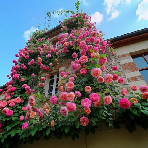 VISTATU 150+ Pink Climbing Rose Seeds for Planting Outdoors Ornamental Vine Seeds Amazing Climbing Flowers Rose Growth Beautiful Roses - Image 1