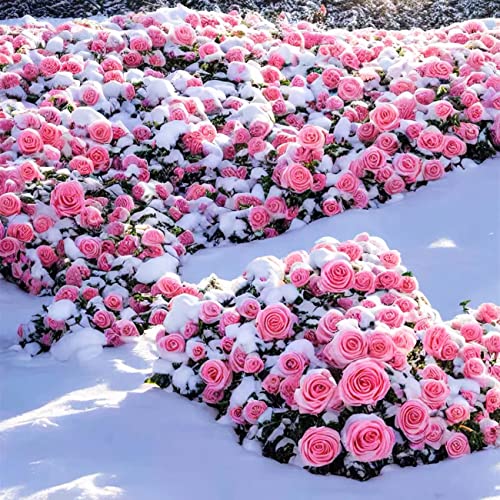 VISTATU 150+ Pink Climbing Rose Seeds for Planting Outdoors Ornamental Vine Seeds Amazing Climbing Flowers Rose Growth Beautiful Roses - Image 5