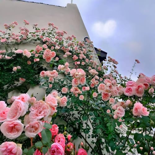 VISTATU 150+ Pink Climbing Rose Seeds for Planting Outdoors Ornamental Vine Seeds Amazing Climbing Flowers Rose Growth Beautiful Roses - Image 4
