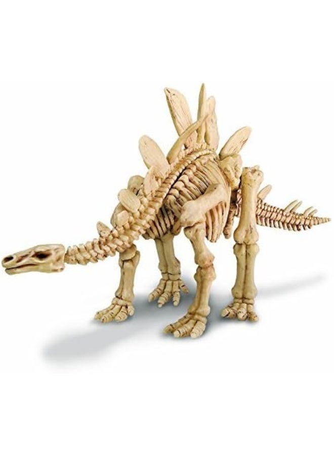 4M KidzLabs Stegosaurus Skeleton Excavation Kit â€“ Dig & Assemble 8" Dino Bones from Plaster Block | Paleontology STEM Toy for Kids | Realistic Model with Digging Tools for Ages 8+ /  00-03229 - Image 4