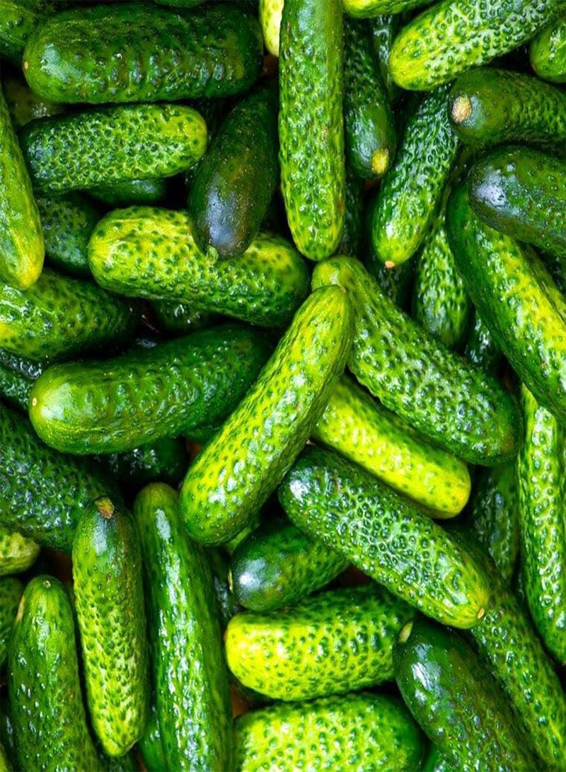 جي جوت بذور خيار مخلل باريسي - عبوة تحتوي على أكثر من 90 بذور - مخلل خيار صغير فرنسي من نوع كورنيشون، خضار هجين ميني كيربي F1 - Image 1