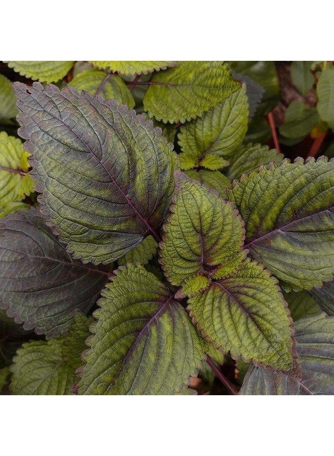 Earthborn Elements Perilla 200 Capsules, Pure & Undiluted, No Additives - Image 5