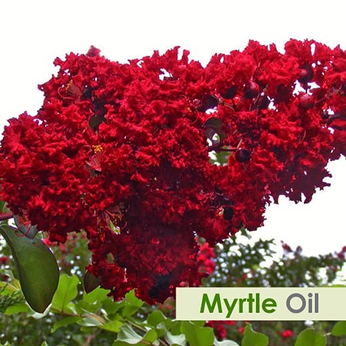 CRYSALIS Crysalis Myrtle Myrtus Oil 100 Pure Natural Undiluted Essential Oil Organic Standard It Is Perfect For Massage On Face Aromatherapy Oil 15ML With Dropper - Image 2