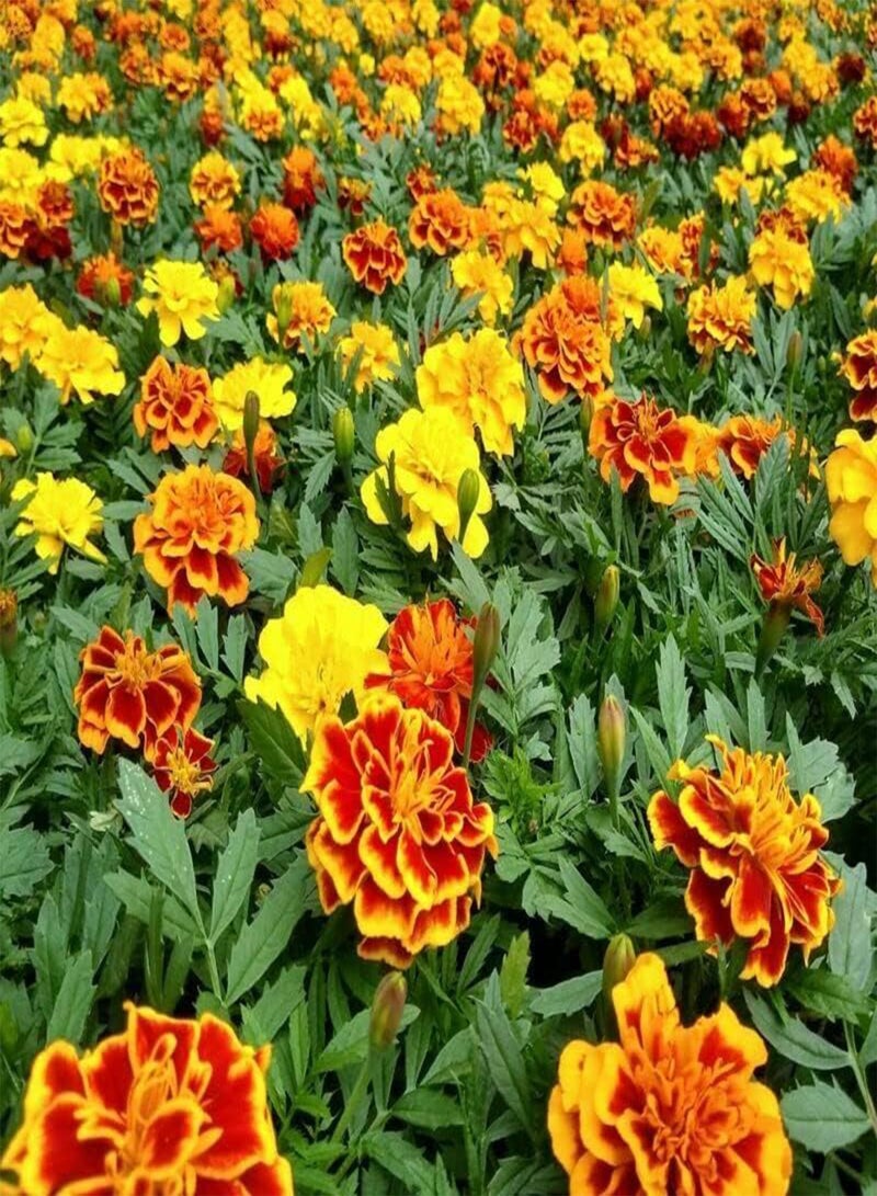 جي جوت بذور زهرة القطيفة الفرنسية بونانزا المختلطة - بذور زهرة القطيفة باتولا، أزهار مختلطة ملونة، زراعة في حديقة المنزل بواسطة شعلة ثقيلة، 50 بذرة