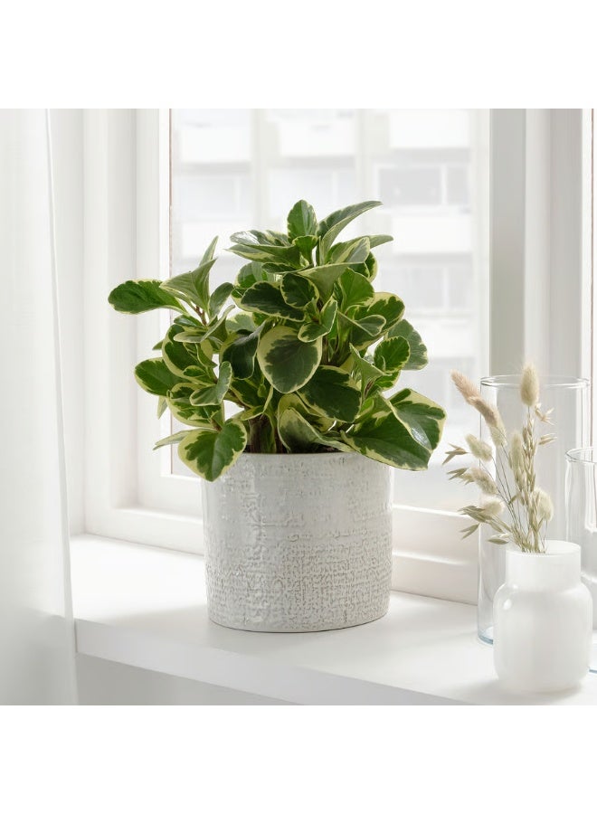 White Plant Pot – Indoor & Outdoor Decorative Flower Pot, Durable and Stylish, 15 cm Diameter - Image 2