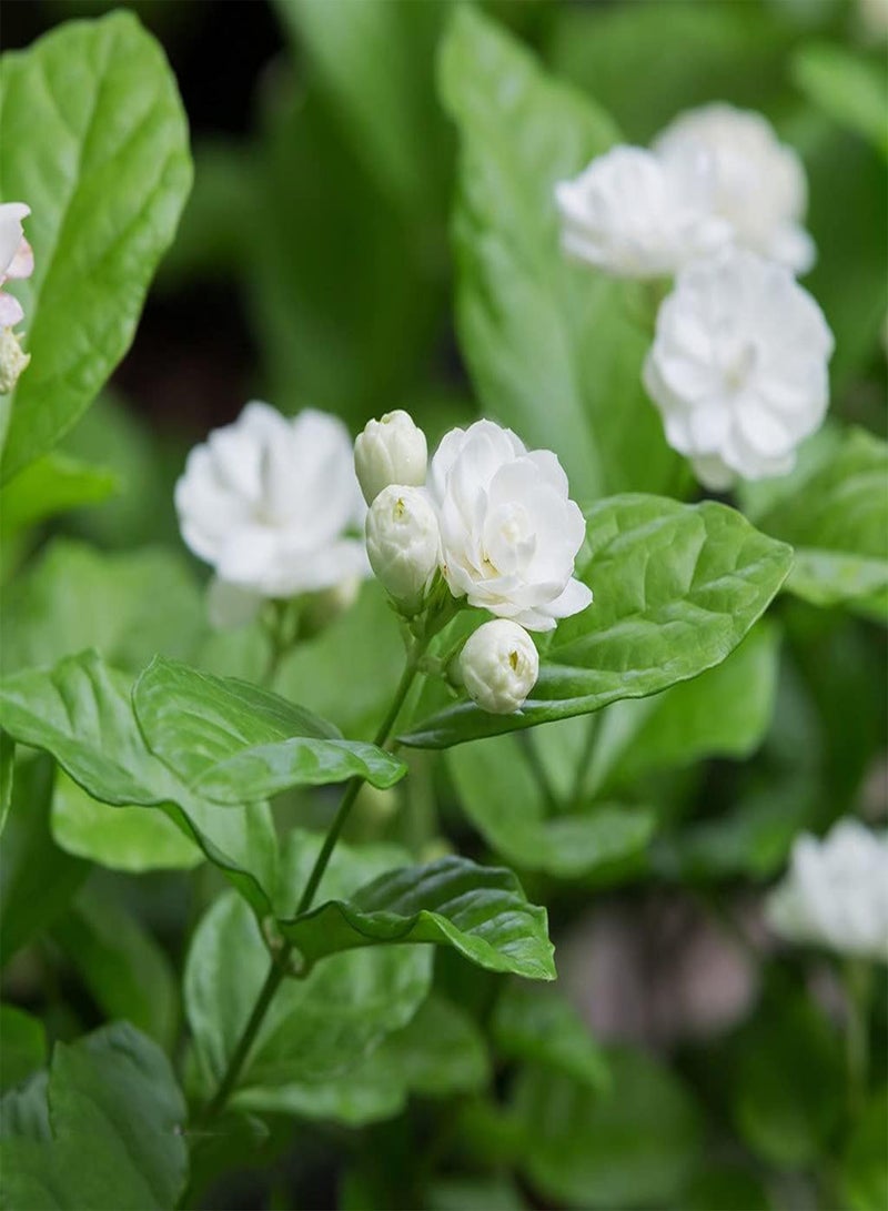 GGOOT 100Pcs Jasmine Seeds Unique Special White Flowers Bloom Attractive Fresh Fragrance Special Variety Perennial Non-GMO Heirloom Seed Planting in Garden  - Image 1