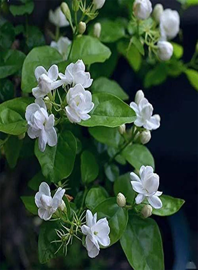 GGOOT 100Pcs Jasmine Seeds Unique Special White Flowers Bloom Attractive Fresh Fragrance Special Variety Perennial Non-GMO Heirloom Seed Planting in Garden  - Image 2