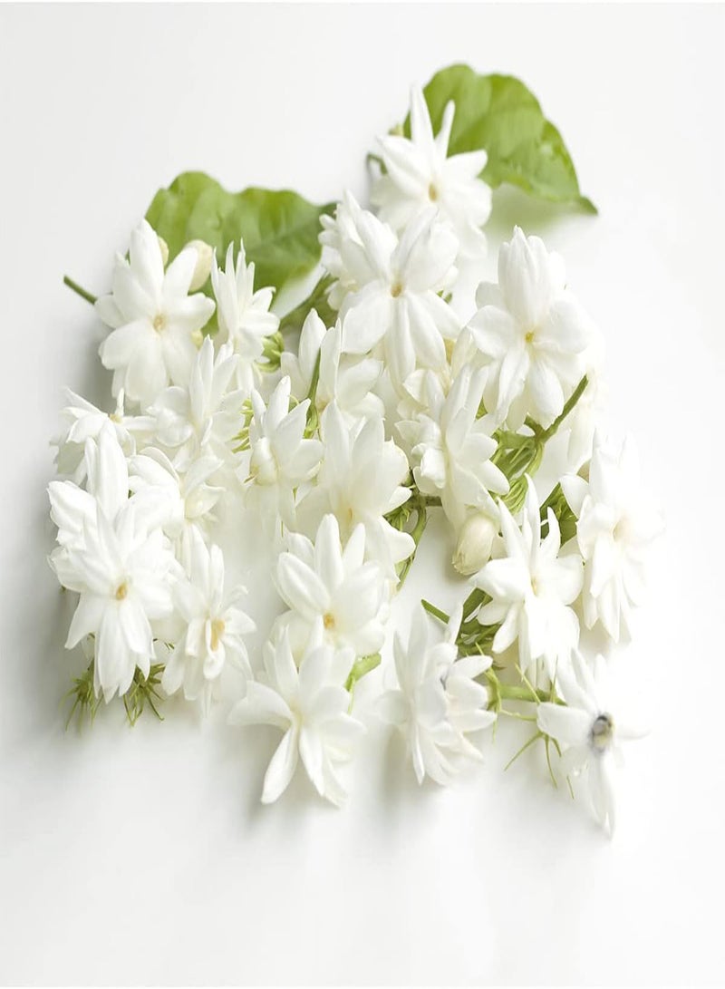 GGOOT 100Pcs Jasmine Seeds Unique Special White Flowers Bloom Attractive Fresh Fragrance Special Variety Perennial Non-GMO Heirloom Seed Planting in Garden  - Image 3