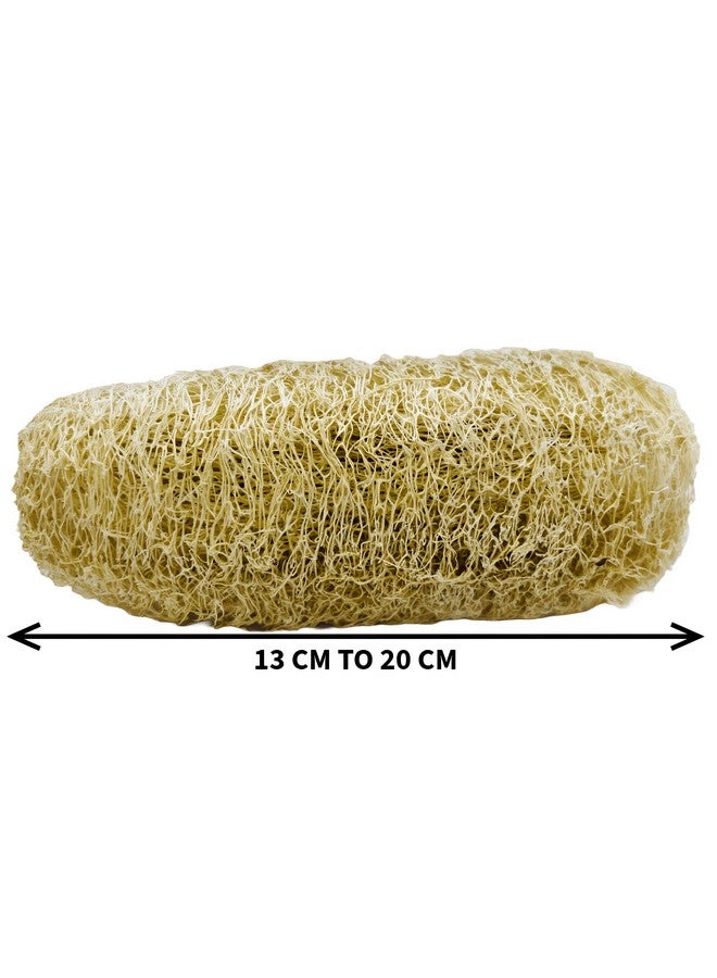 Natural Shower Luffa Sponge Body Scrubber | Luffa (Peerkangai) Bath scrub is Body Cleansing Removing Dead Skin Cells - Skin Care in Bath Spa Shower By SNKM (Pack of 3) - Image 2
