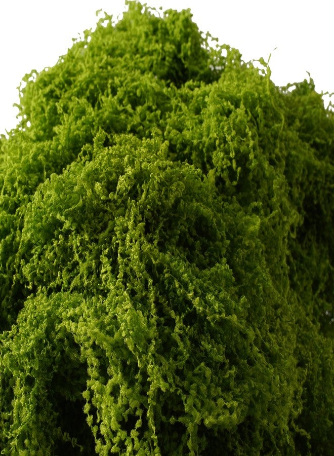 BYHER طحالب صناعية من بايهر للنباتات الداخلية، عبوة اقتصادية 7 أونصة - عشب صناعي للأعمال اليدوية وتنسيقات الزهور والنباتات المحفوظة في أصص، بديل طبيعي للطحالب في أحواض النباتات الزجاجية وحدائق الجنيات (أخضر فاتح) - Image 2
