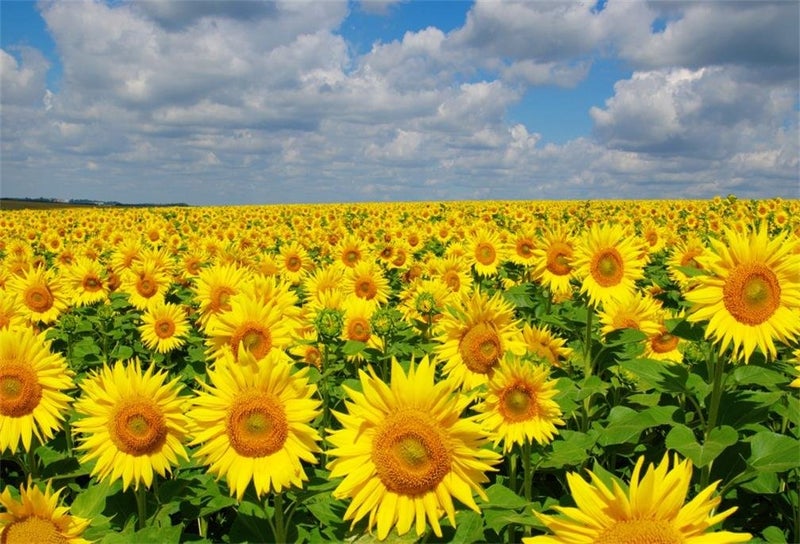 AOFOTO 5x3ft Spring Sunflowers Backdrop Natural Yellow Flowers Field Rural Ranch Background for Wedding Idyllic Countryside Farmland Photography Backdrop Kid Child Art Portrait Photo Studio Props - Image 1
