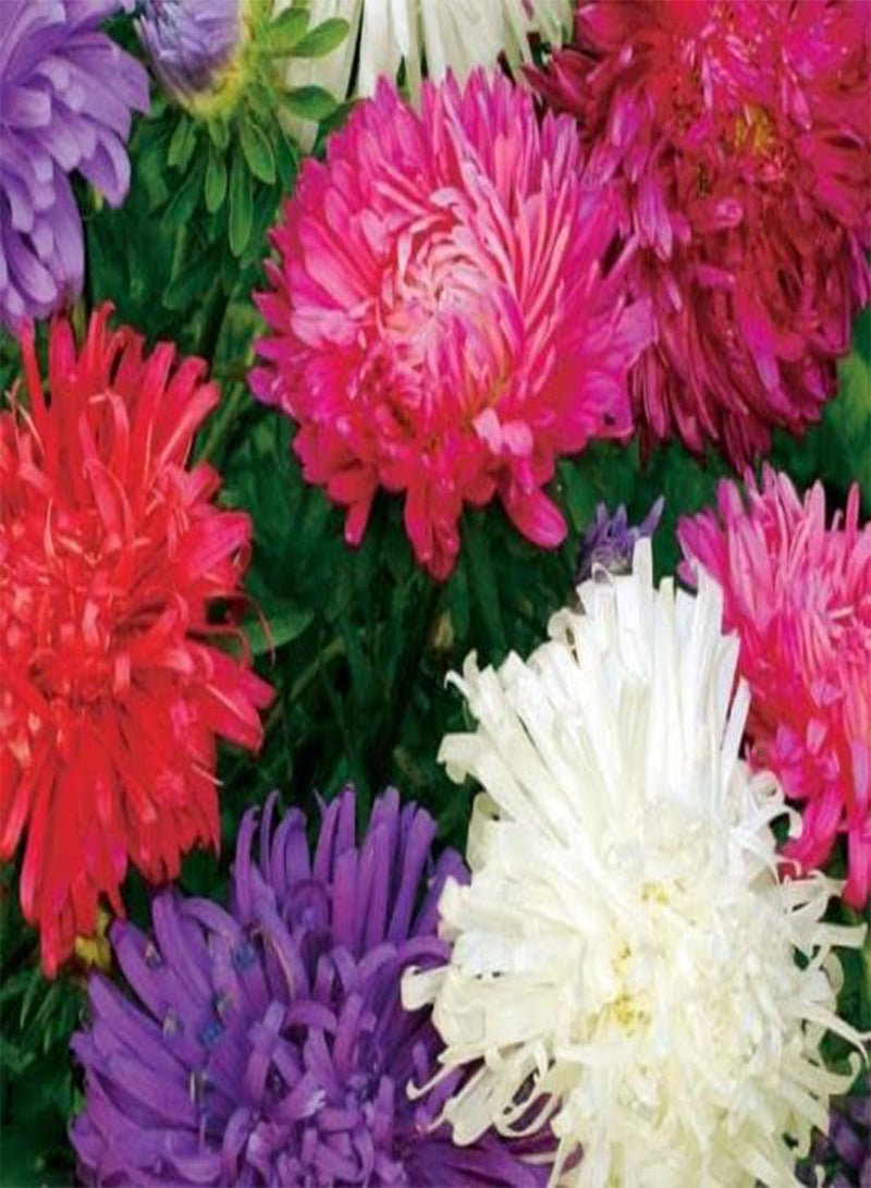 GGOOT 200 Seeds of Aster Ostrich Plume Mixed