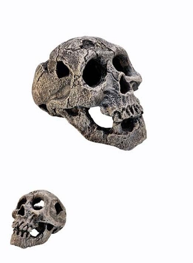 GIG BAZAAR- Aquarium Exotic Environments Human Skull for Shelter Caves Decoration Create a Cozy Hideaway for Your Aquatic Pets Decoration Ornament (Gray) - Image 5
