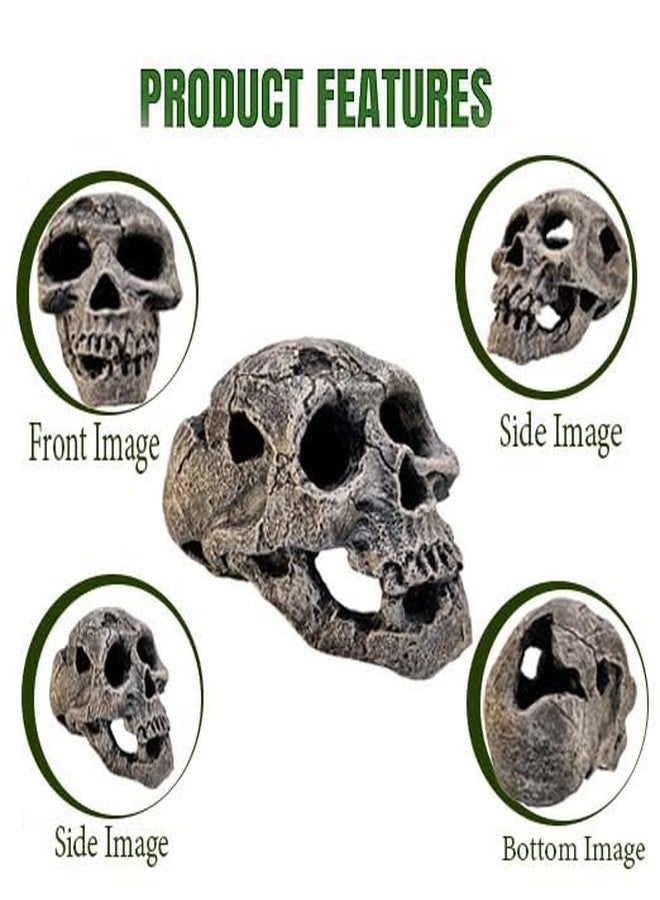 GIG BAZAAR- Aquarium Exotic Environments Human Skull for Shelter Caves Decoration Create a Cozy Hideaway for Your Aquatic Pets Decoration Ornament (Gray) - Image 4