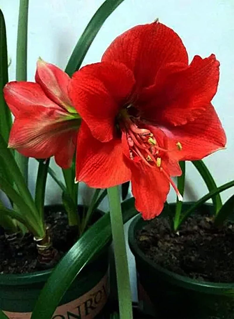 GGOOT 2pcs Red Amaryllis Seeds Outdoors Planting Can Decorate Living Room Corridor Icing on Cake for Your Home Landscape DIY Garden Craft Art Decoration - Image 1