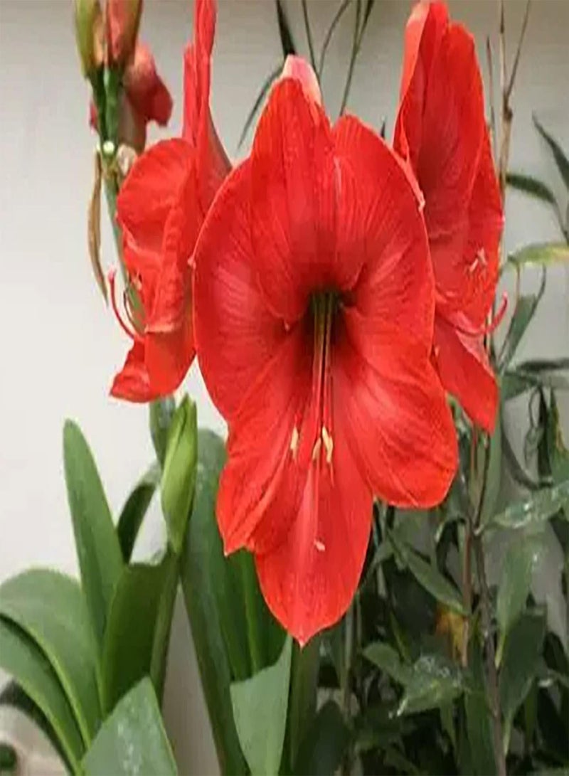 GGOOT 2pcs Red Amaryllis Seeds Outdoors Planting Can Decorate Living Room Corridor Icing on Cake for Your Home Landscape DIY Garden Craft Art Decoration - Image 2