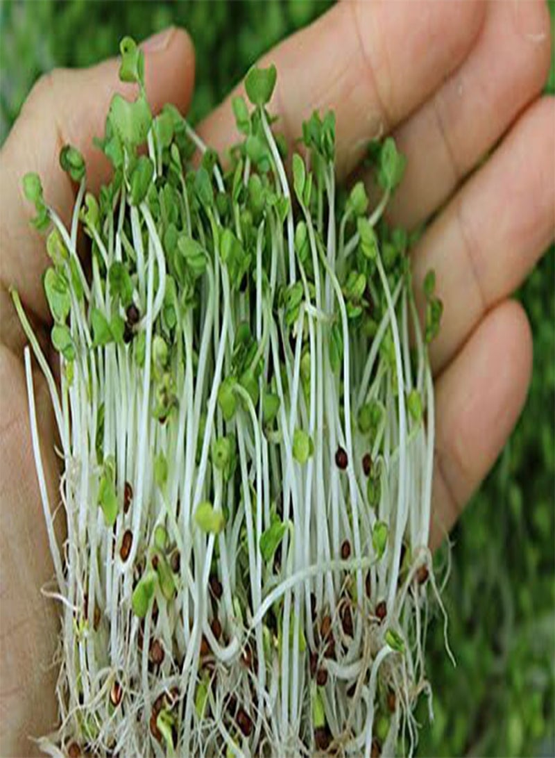 GGOOT Calabrese Green Sprouting /Microgreen Seeds, (0.2 Lb) - Image 1