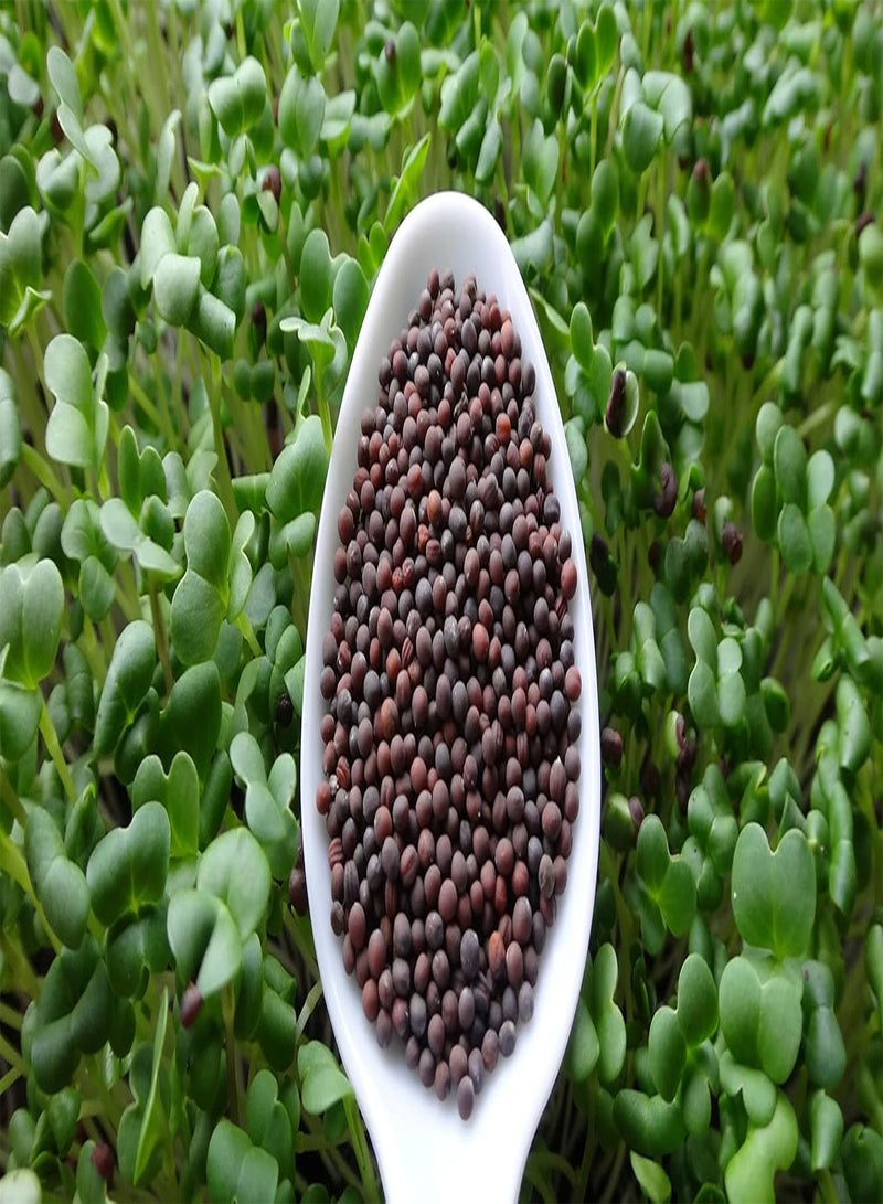 GGOOT Calabrese Green Sprouting /Microgreen Seeds, (0.2 Lb) - Image 3