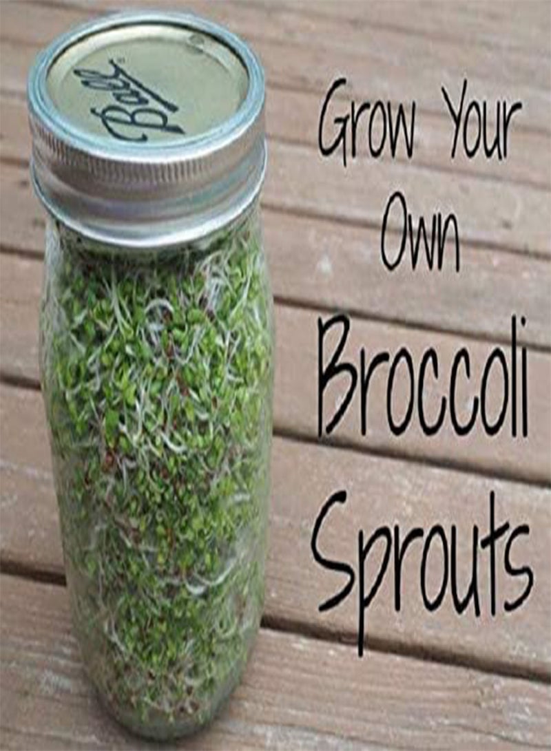 GGOOT Calabrese Green Sprouting /Microgreen Seeds, (0.2 Lb) - Image 2