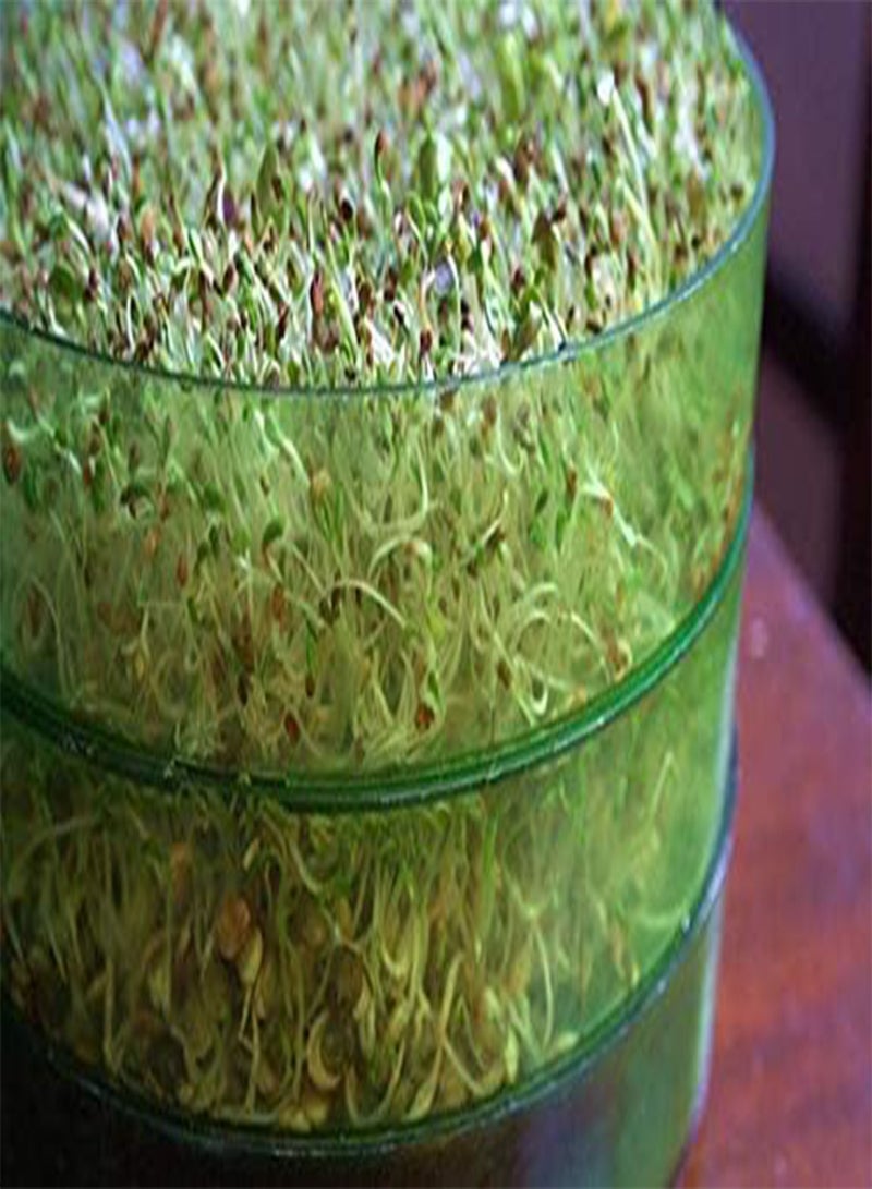 GGOOT Calabrese Green Sprouting /Microgreen Seeds, (0.2 Lb) - Image 4