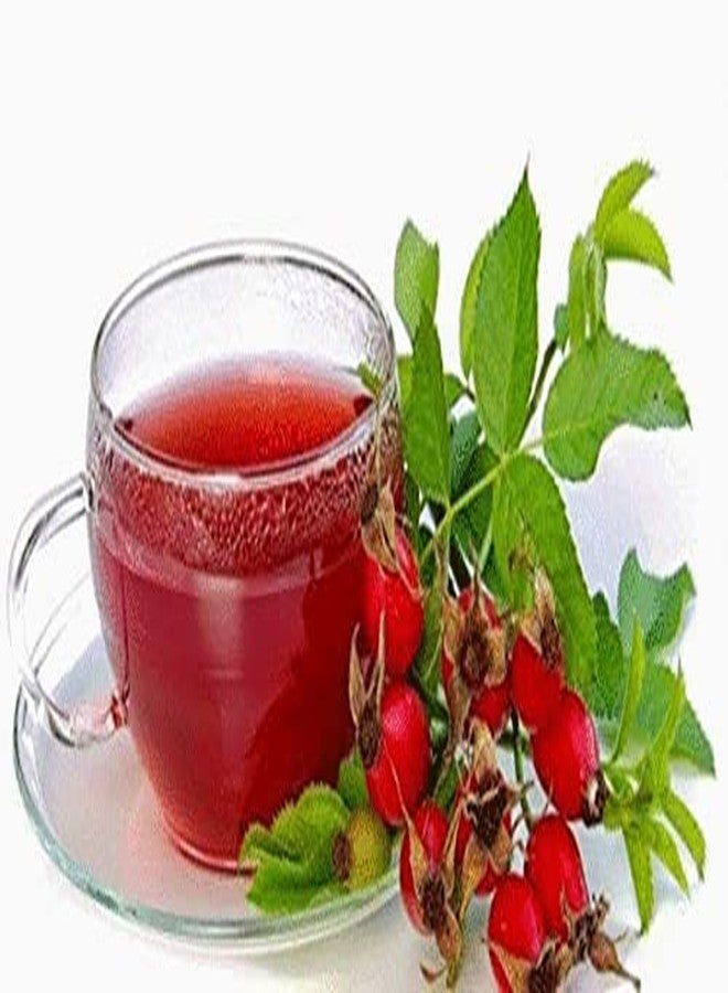 Nature Tea Rosehip - Rosa canina - 1 oz (28g) Sampler Size - Loose Seedless Cut by Nature Tea - Image 5
