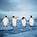 Fevoila 8 Pcs Realistic Penguin Figurines Ocean Animal Penguin Figure Model Cake Toppers Desktop Decor Christmas Birthday Gift - Image 4